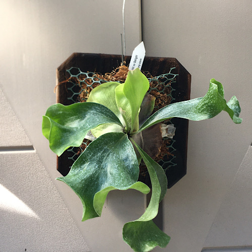 Platycerium hillii cv delight staghorn